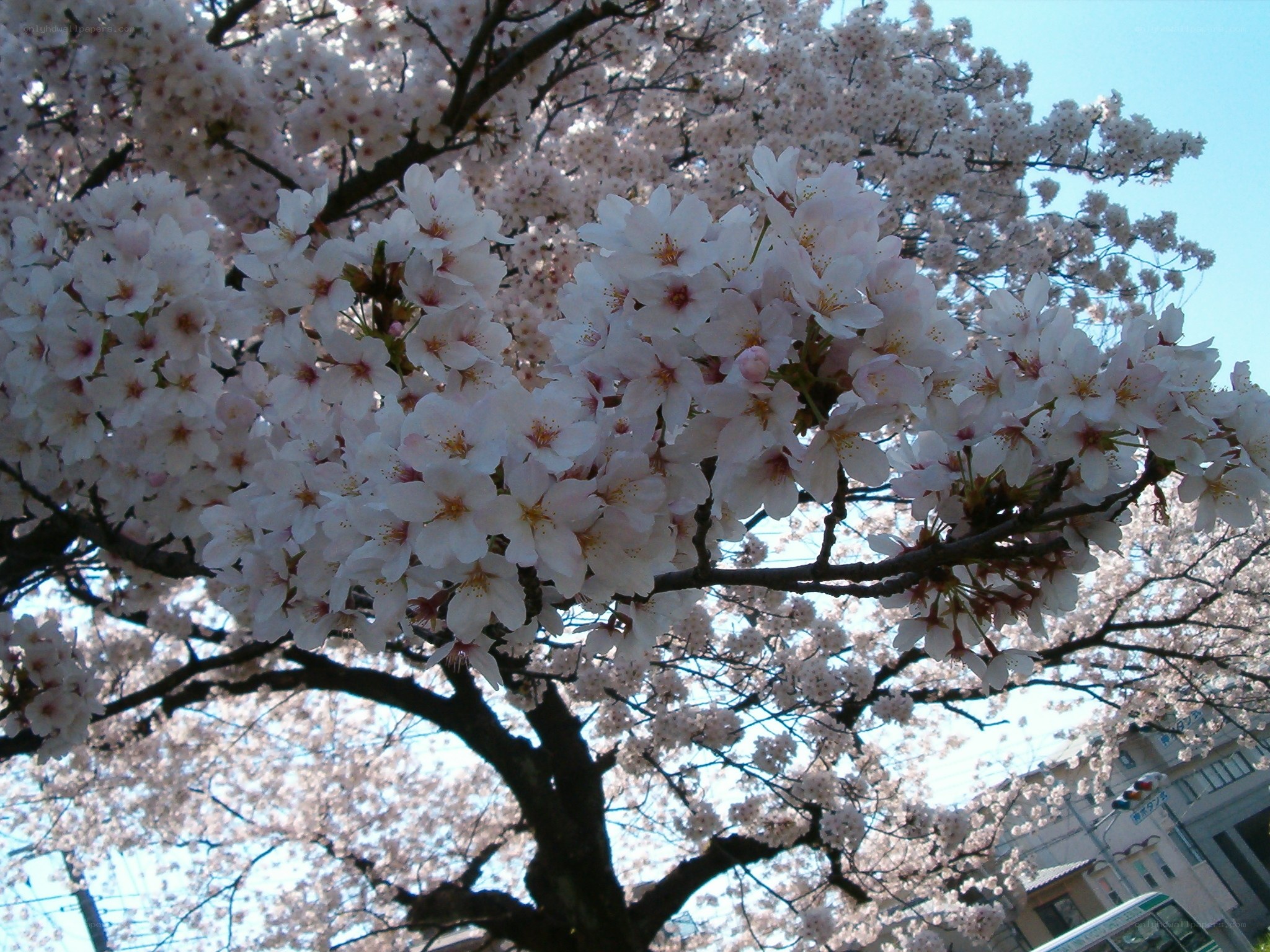 cherry blossoms in full bloom