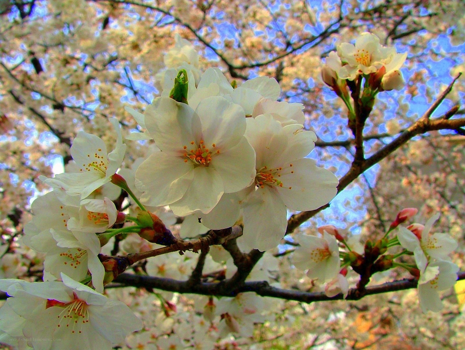 Cherry blossoms in full bloom