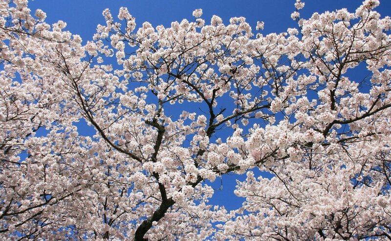 Cherry blossoms in full bloom
