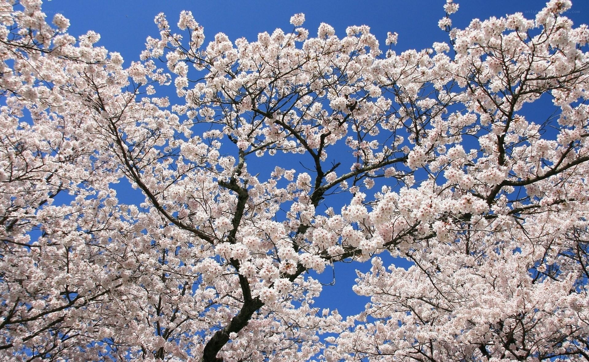 Cherry blossoms in full bloom