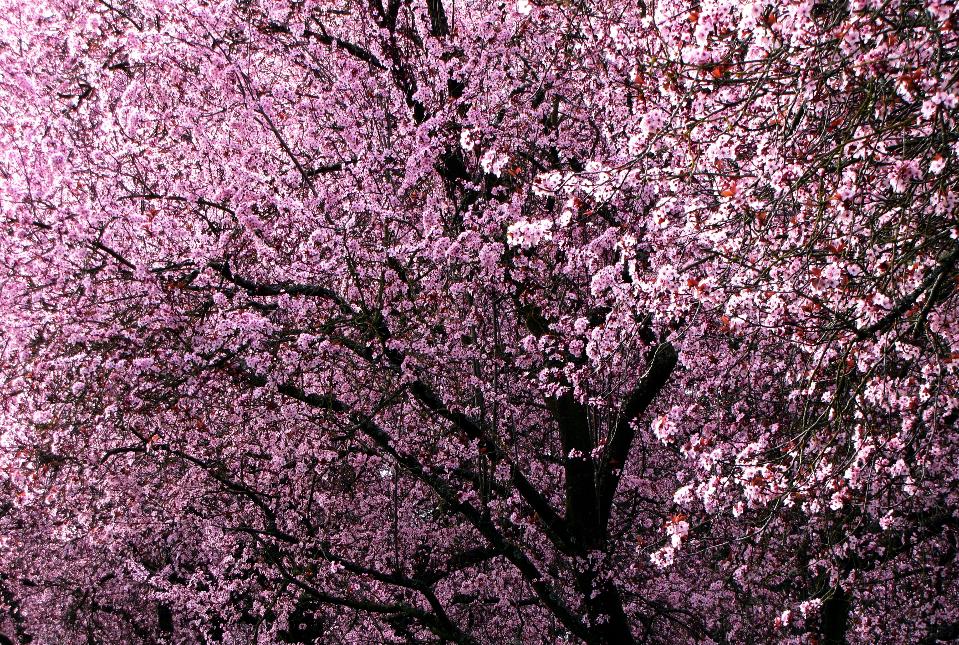 Cherry blossoms in full bloom