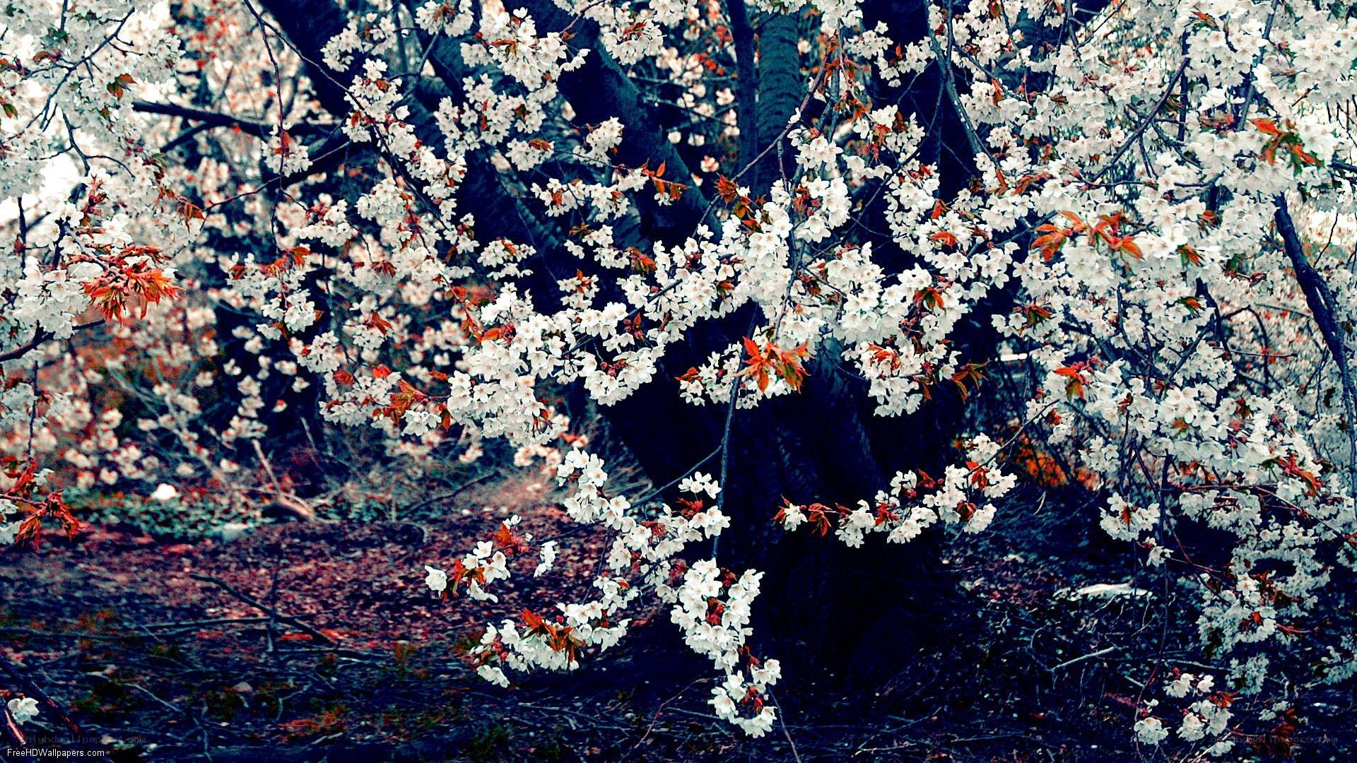Cherry blossoms in full bloom