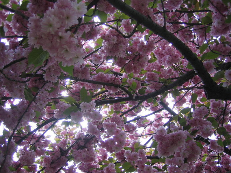 cherry blossoms in full bloom