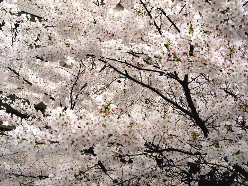 Cherry blossoms in full bloom