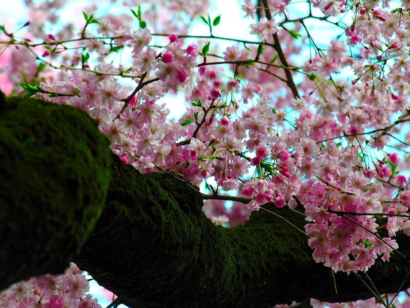 Cherry blossoms in full bloom