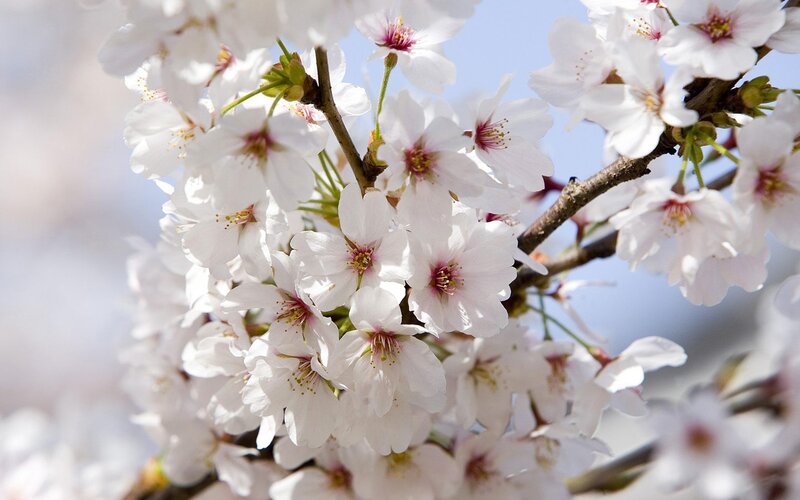 cherry blossoms in full bloom