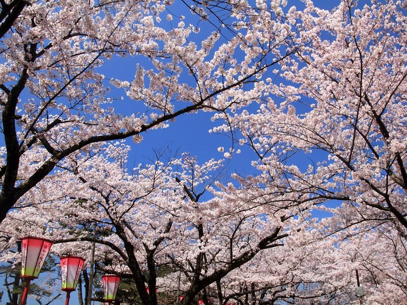Cherry blossoms in full bloom
