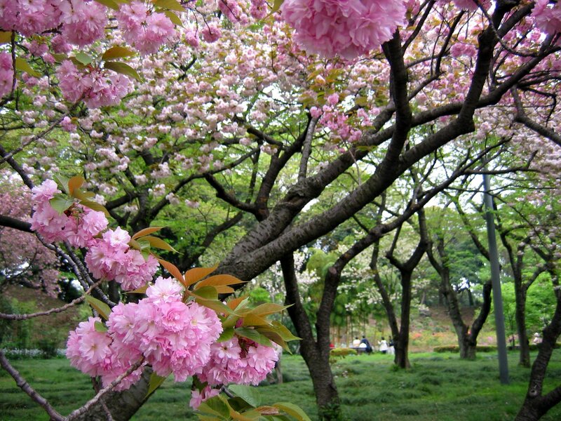 Cherry blossoms in full bloom