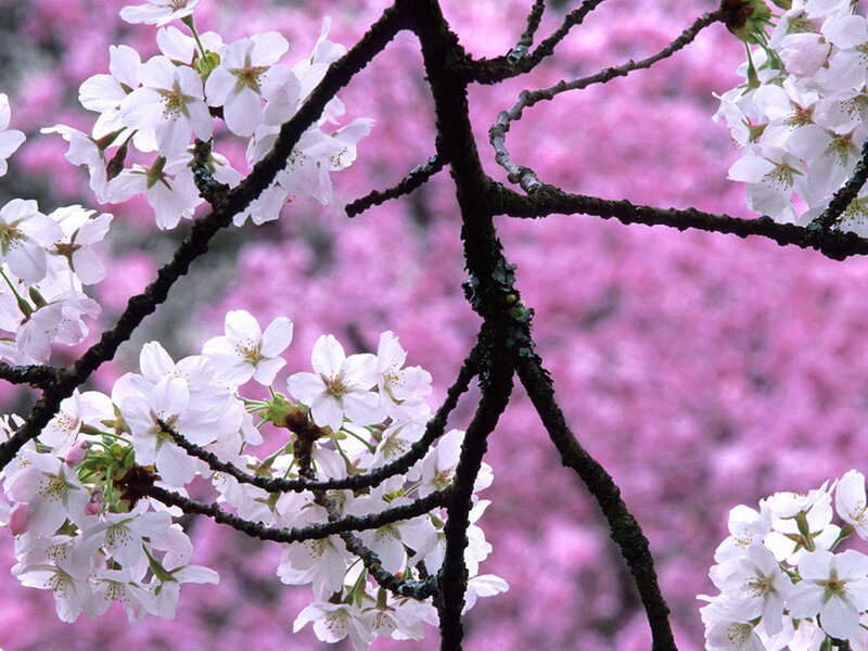 Cherry blossoms in full bloom