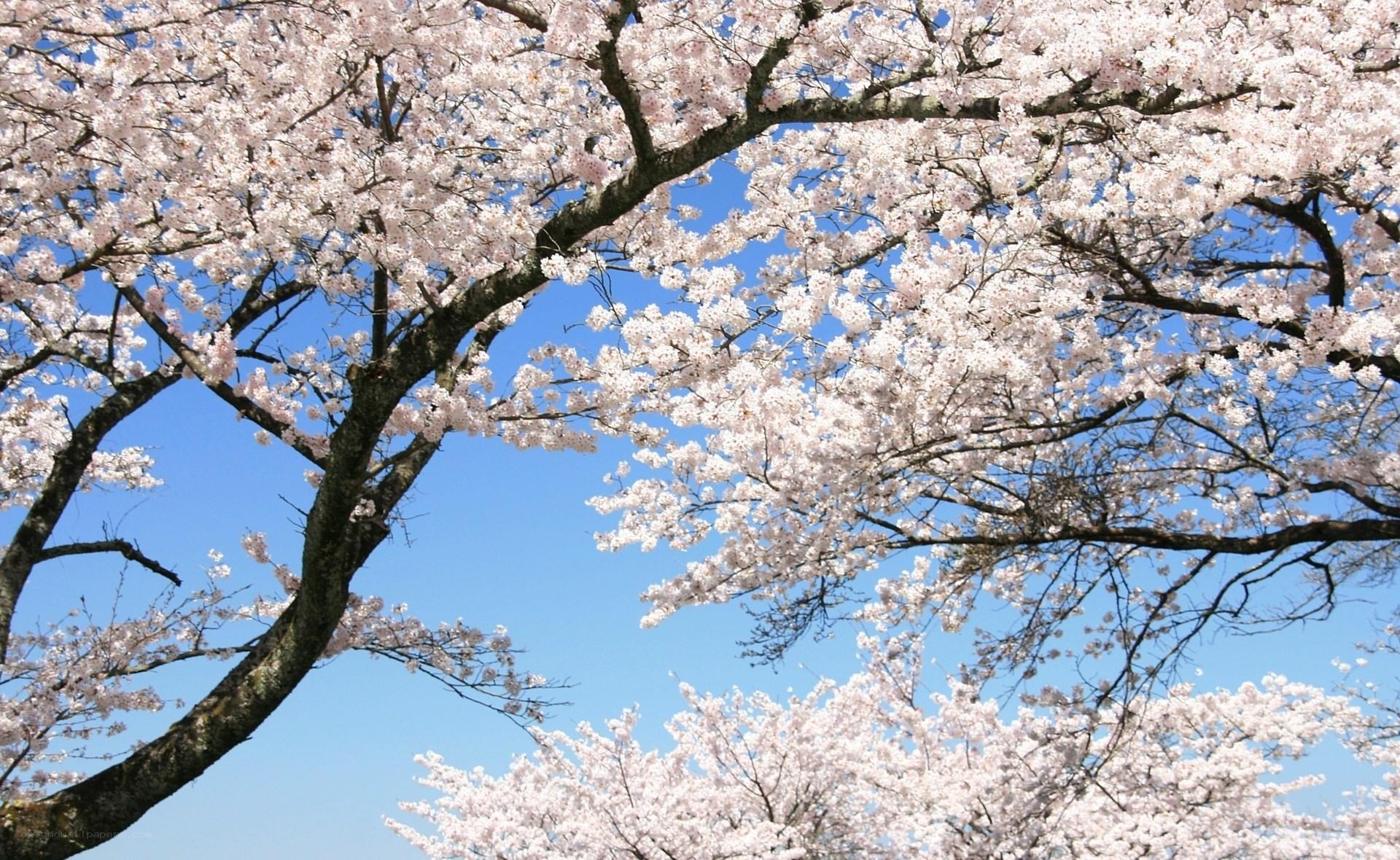 Cherry blossoms in full bloom