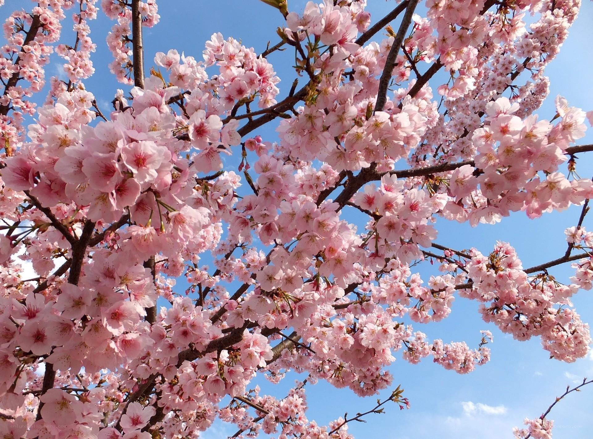 Cherry blossoms in full bloom