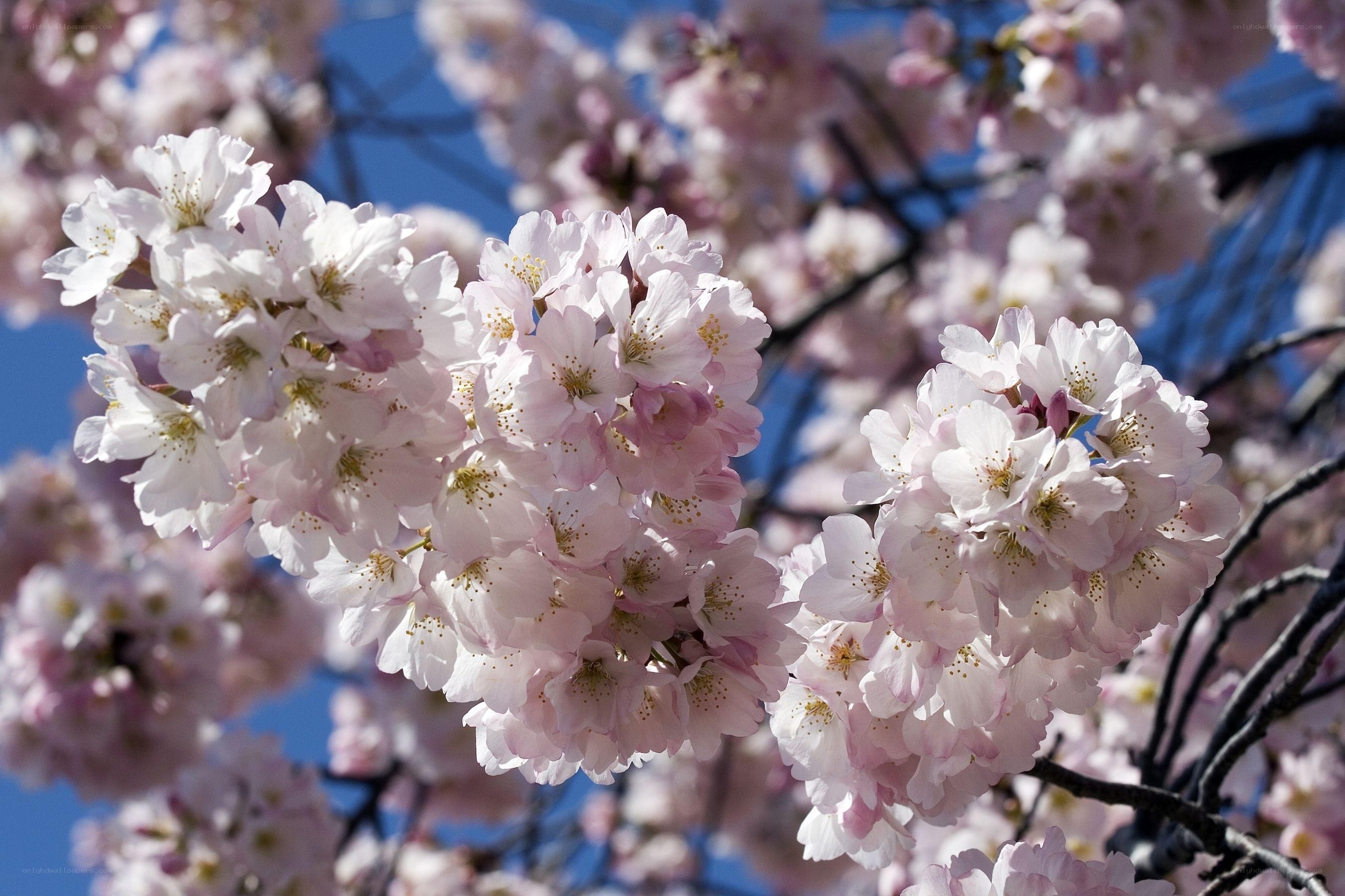 Cherry blossoms in full bloom