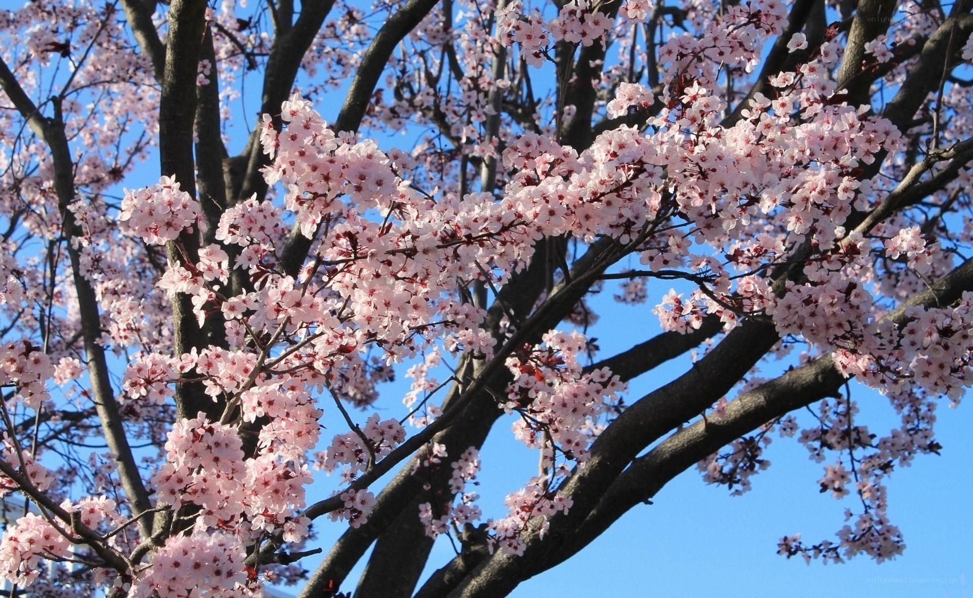 Cherry blossoms in full bloom