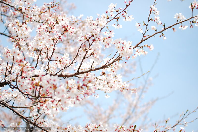 Cherry blossoms in full bloom