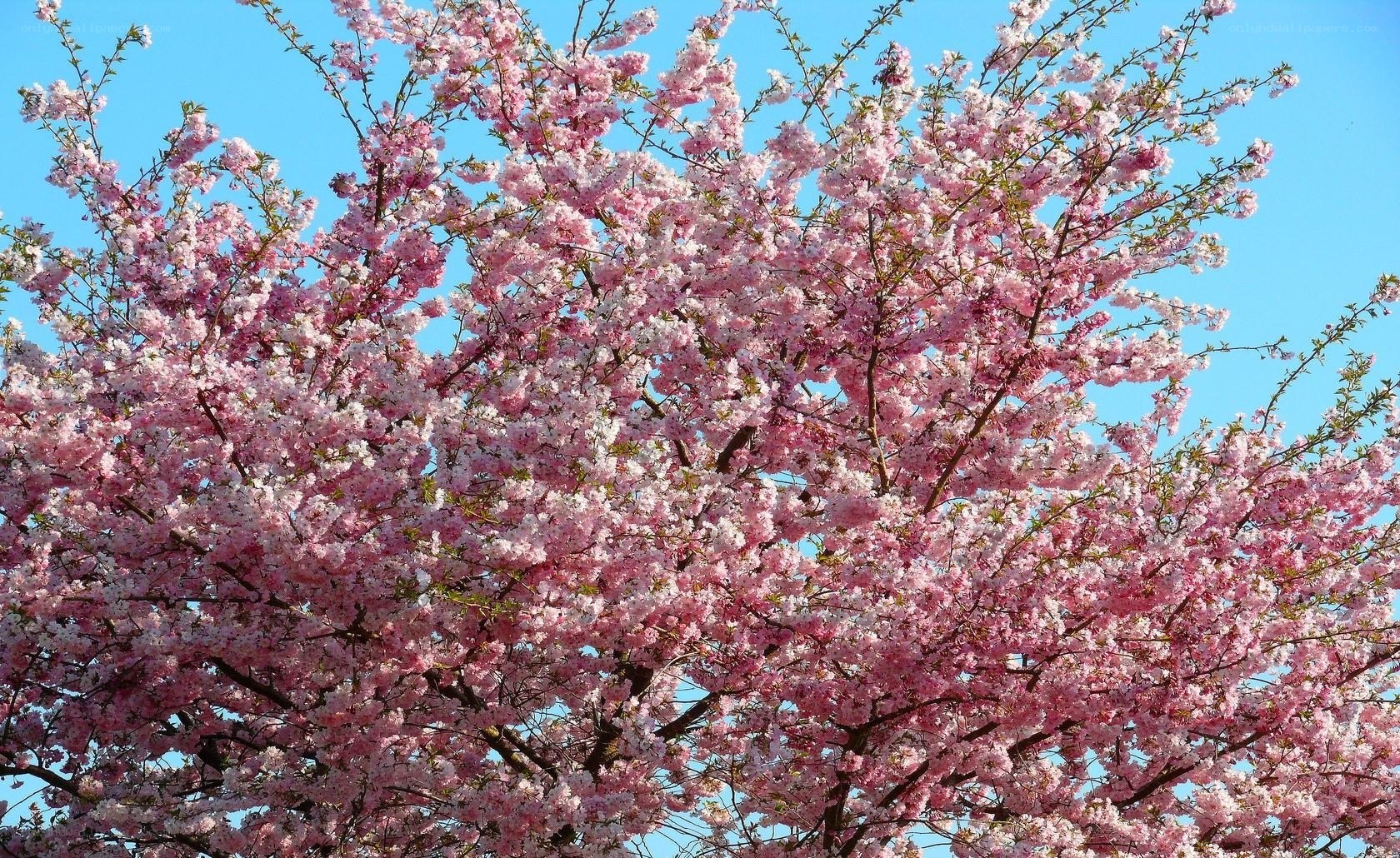 Cherry blossoms in full bloom