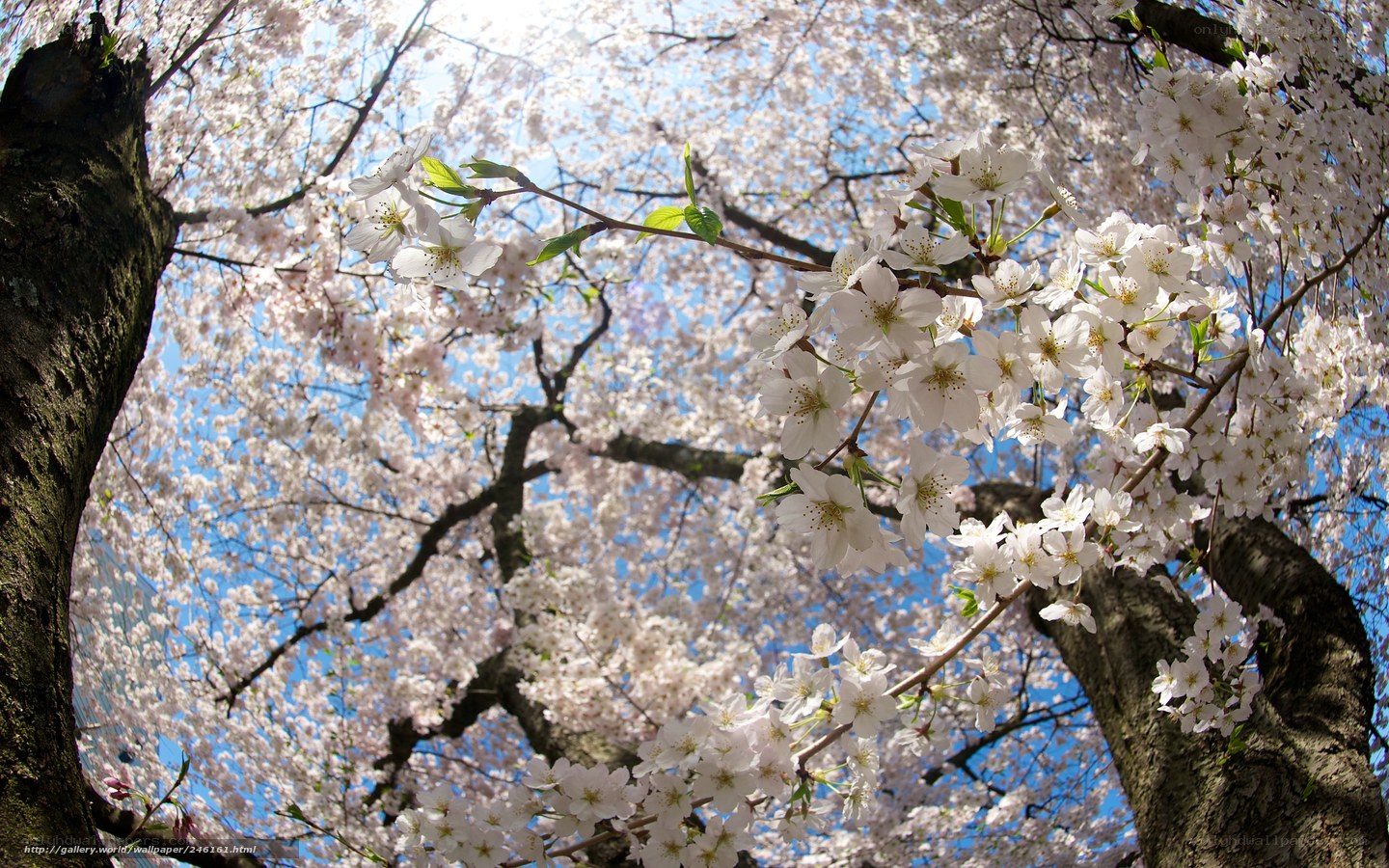 Cherry blossoms in full bloom