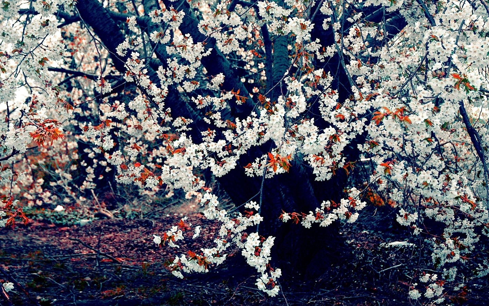 Cherry blossoms in full bloom