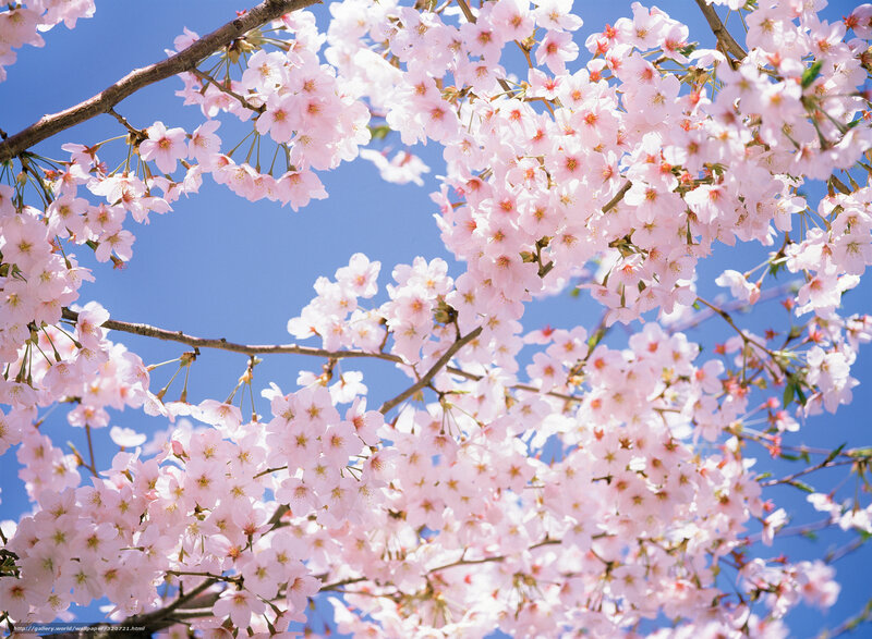 Cherry blossoms in full bloom