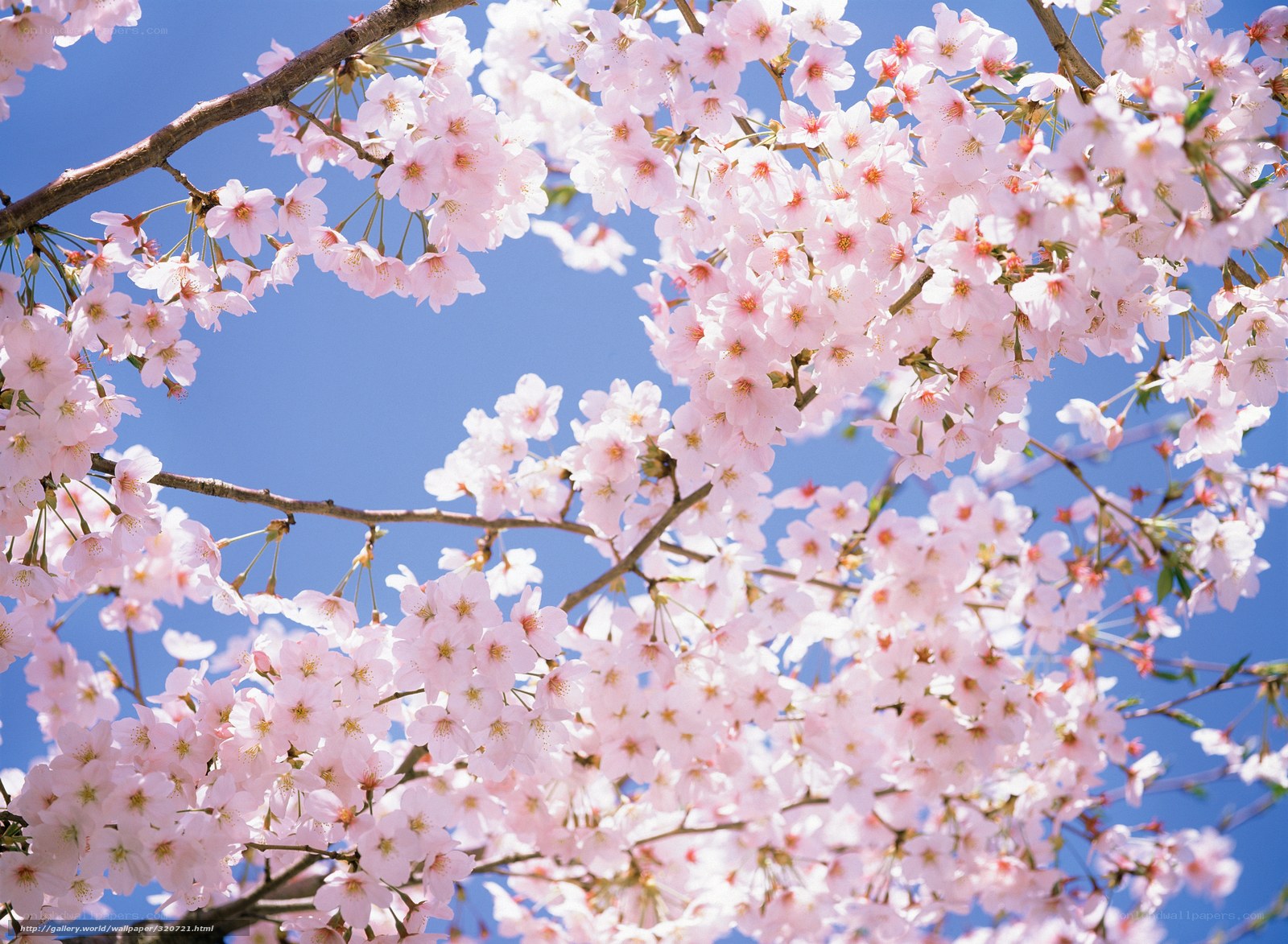 Cherry blossoms in full bloom