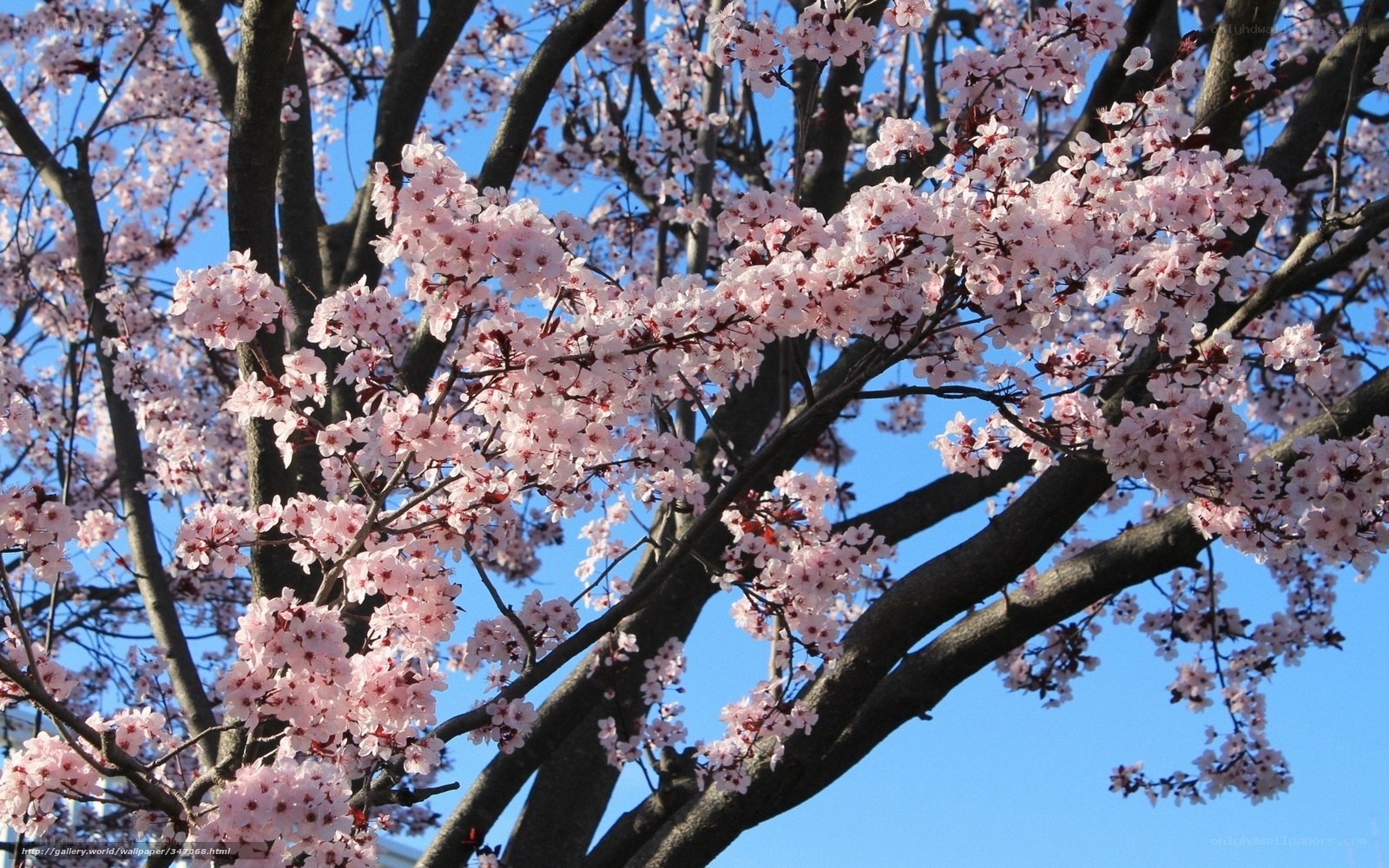 Cherry blossoms in full bloom