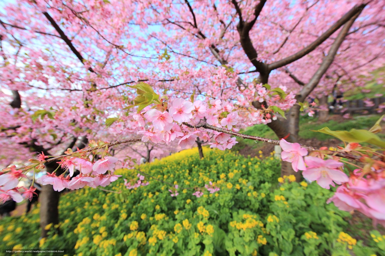 Cherry blossoms in full bloom