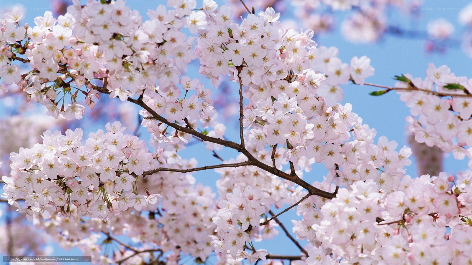 Cherry blossoms in full bloom