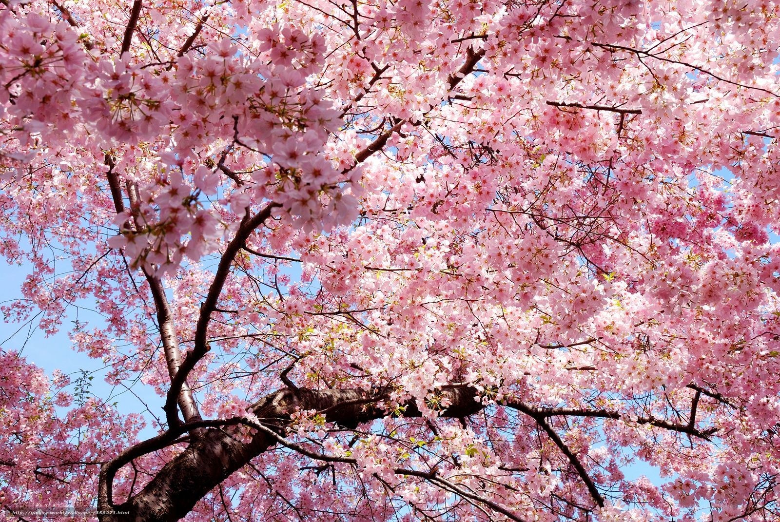 Cherry blossoms in full bloom