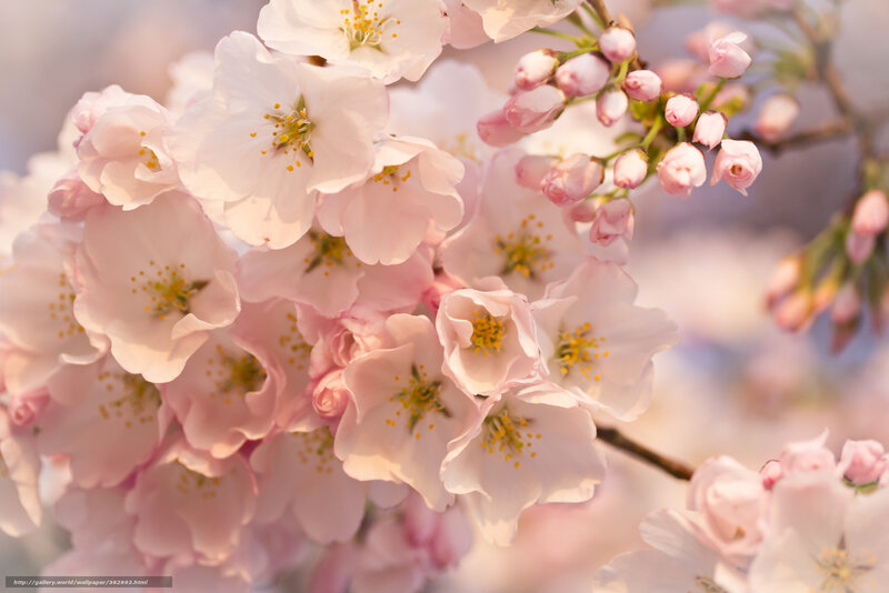Cherry blossoms in full bloom