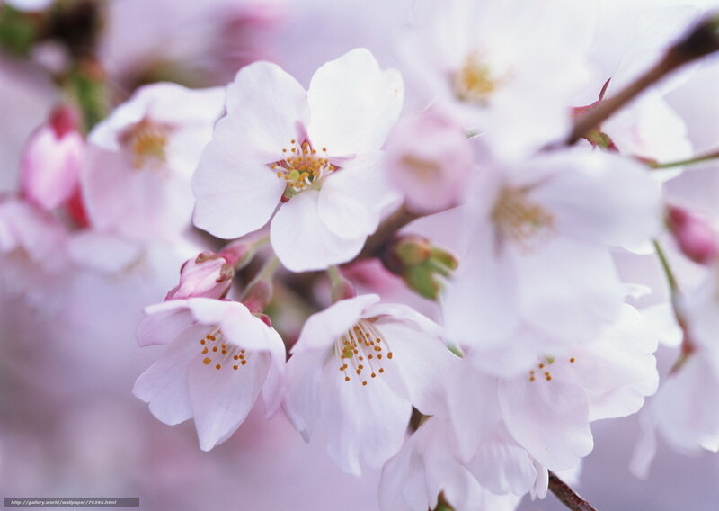 Cherry blossoms in full bloom