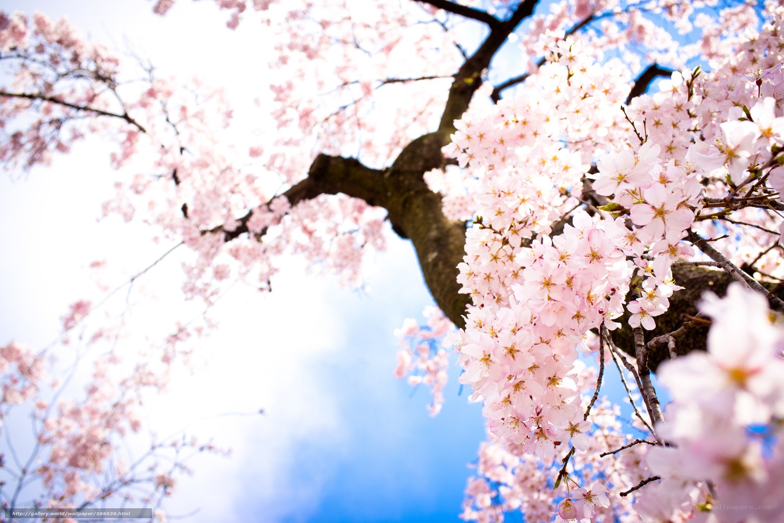 Cherry blossoms in full bloom