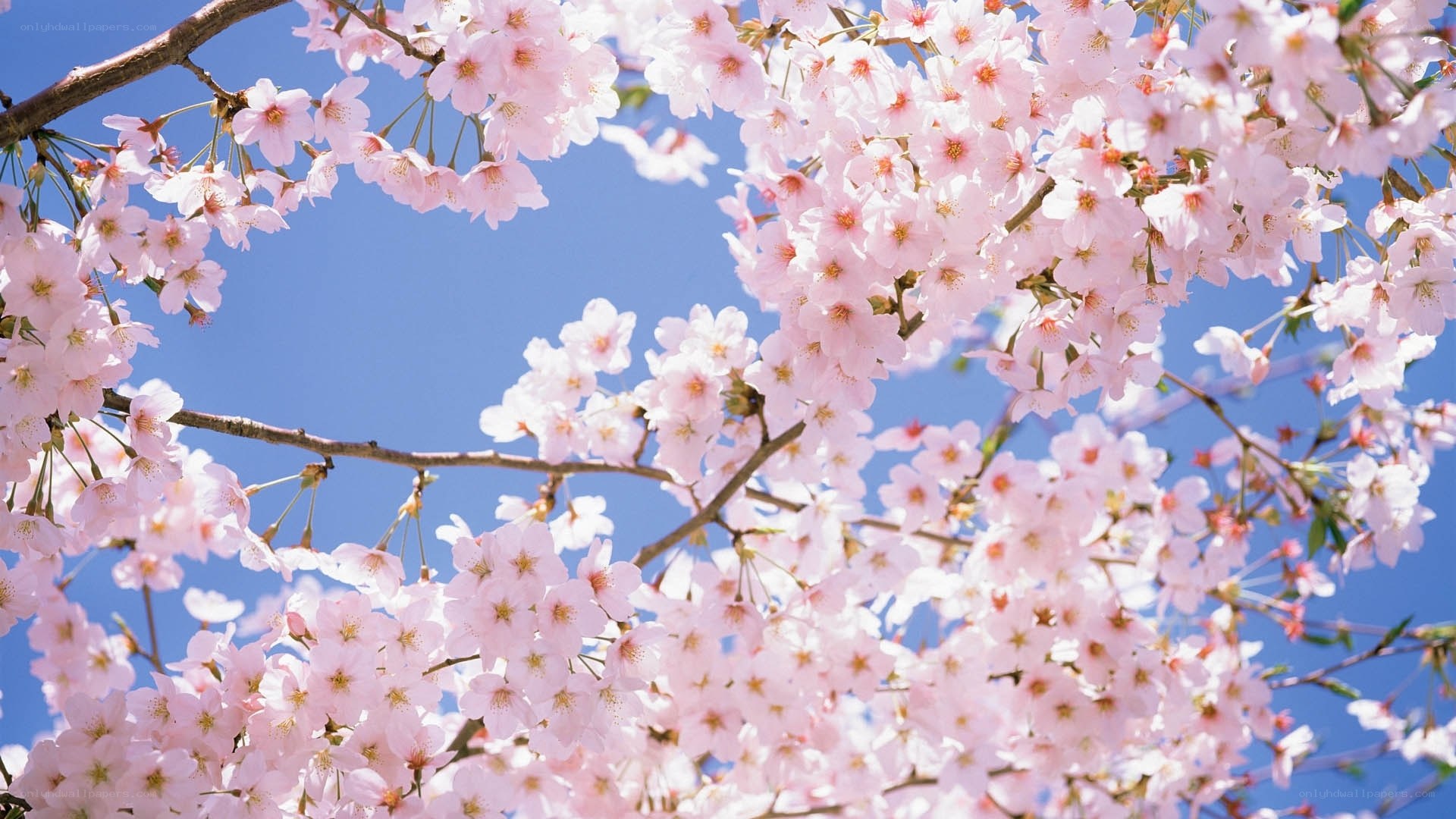 Cherry blossoms in full bloom