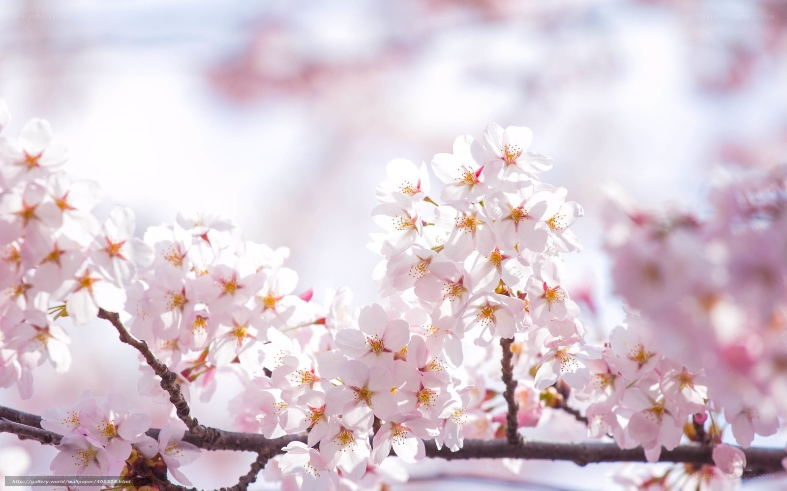 Cherry blossoms in full bloom