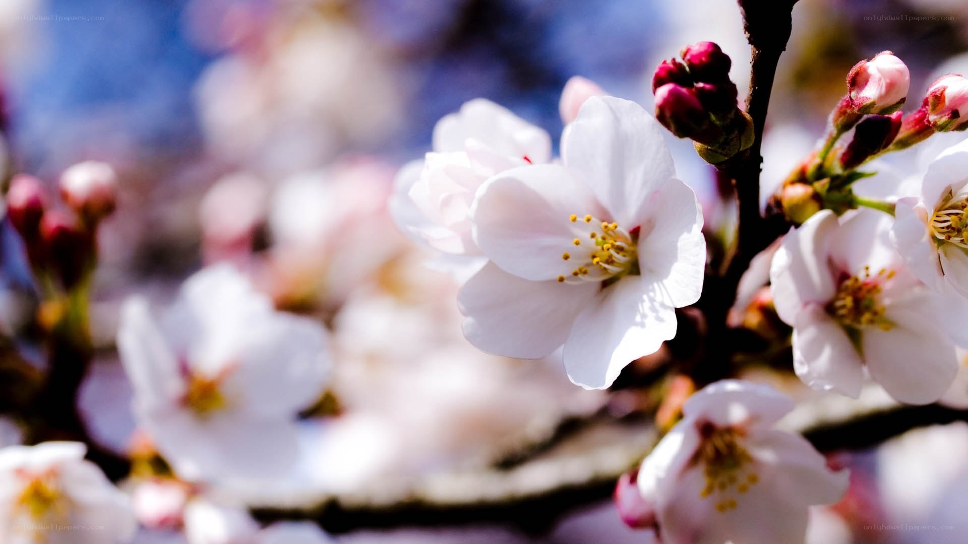 Cherry blossoms in full bloom