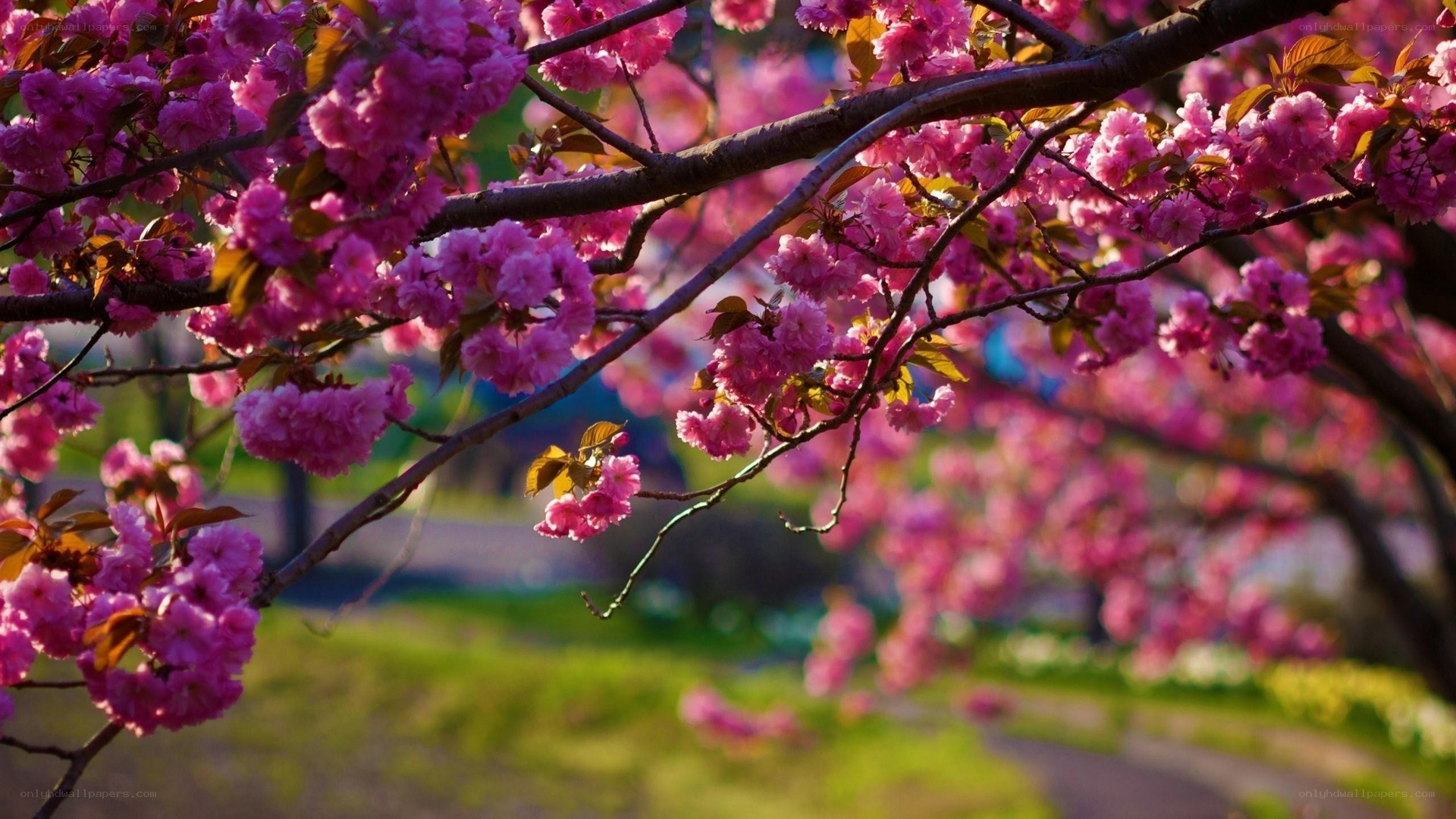 Cherry blossoms in full bloom
