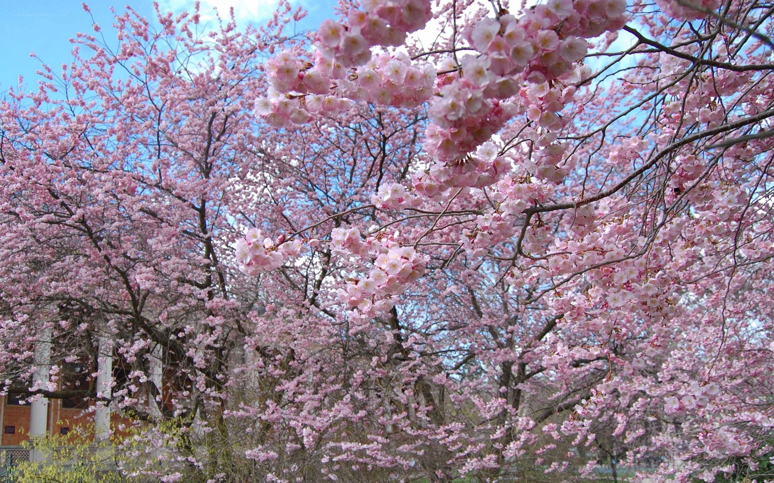 Cherry blossoms in full bloom