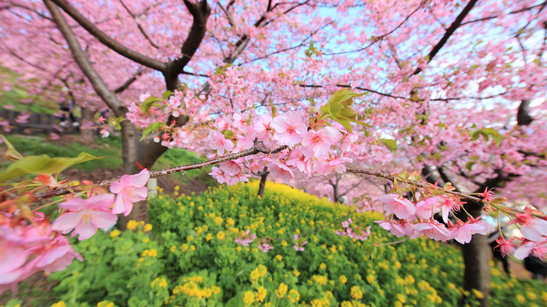 Cherry blossoms in full bloom