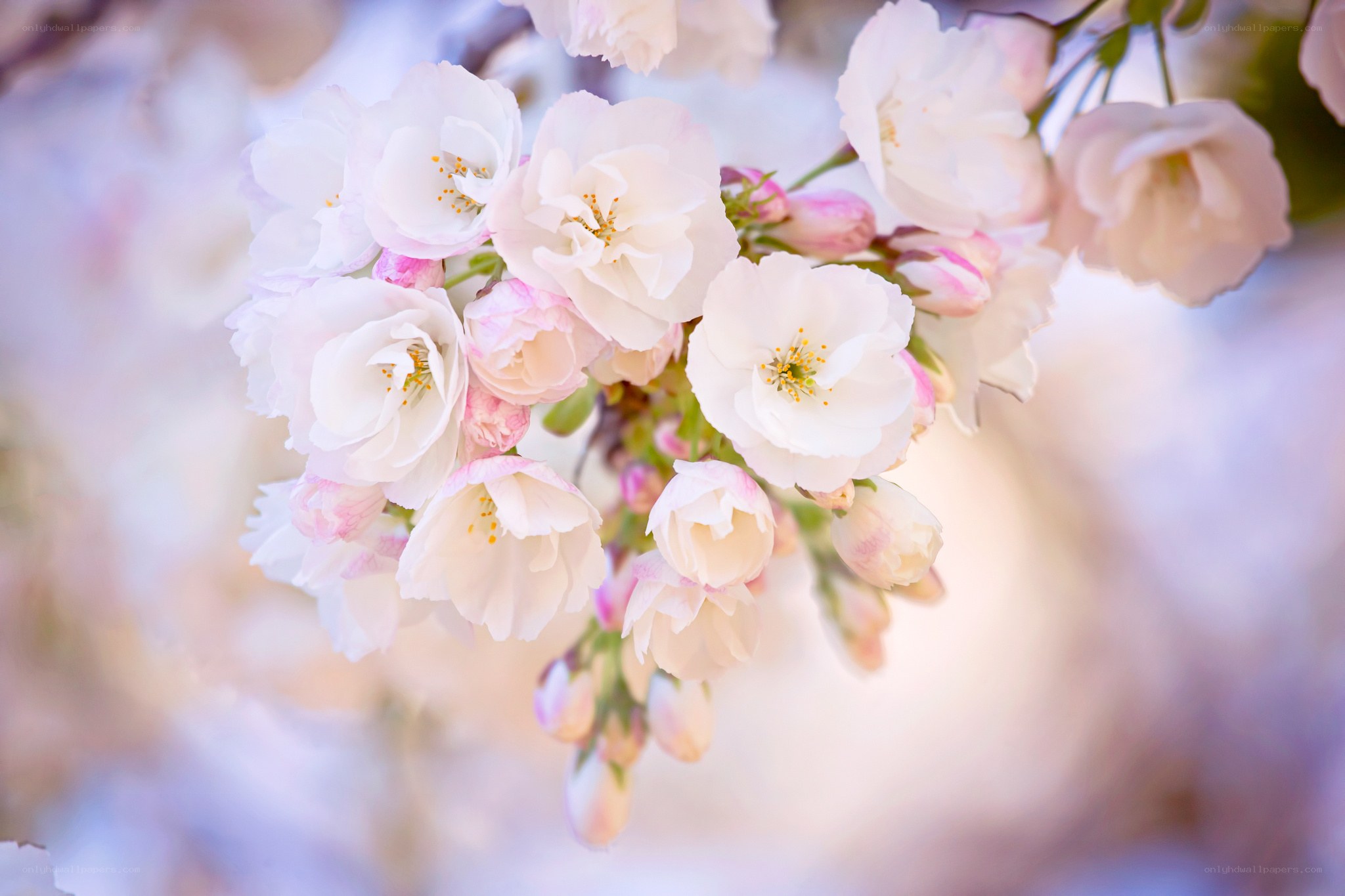 Cherry blossoms in full bloom