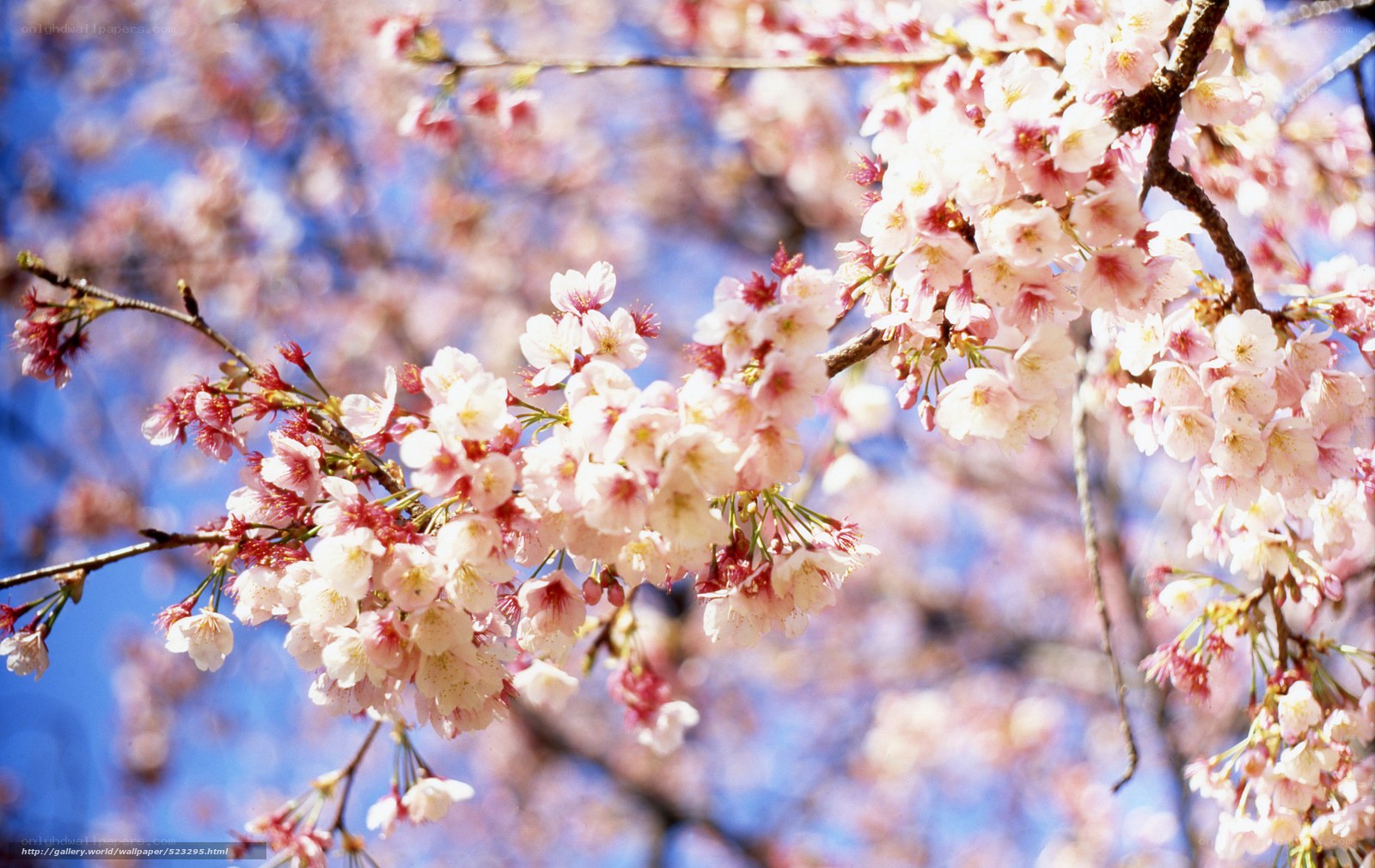 Cherry blossoms in full bloom