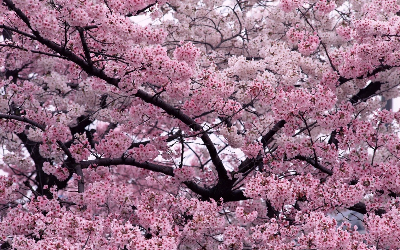 Cherry blossoms in full bloom