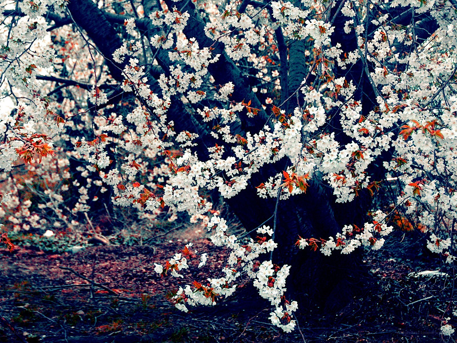 Cherry blossoms in full bloom