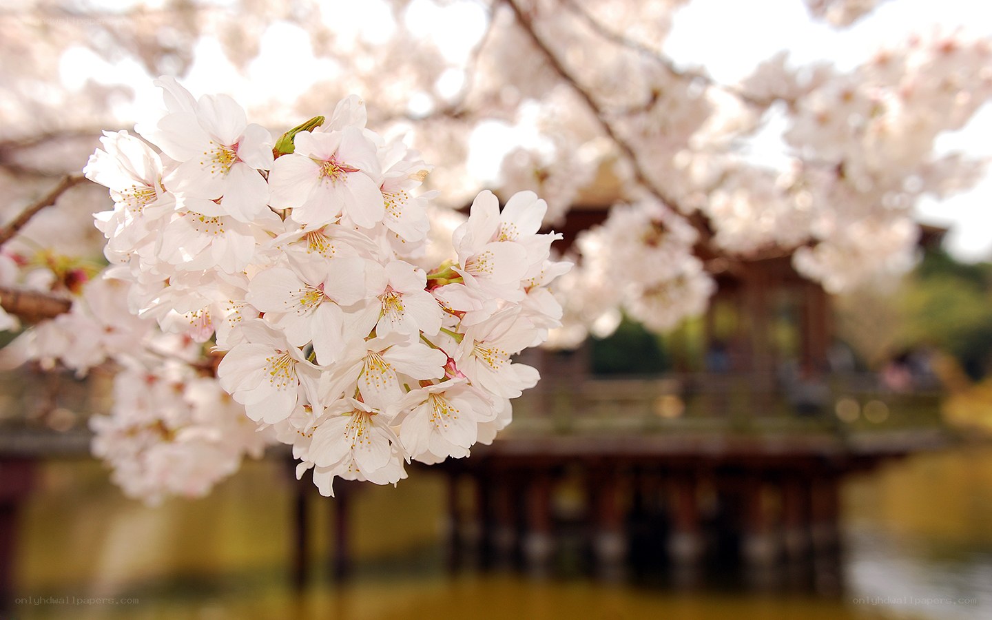 Cherry blossoms in full bloom