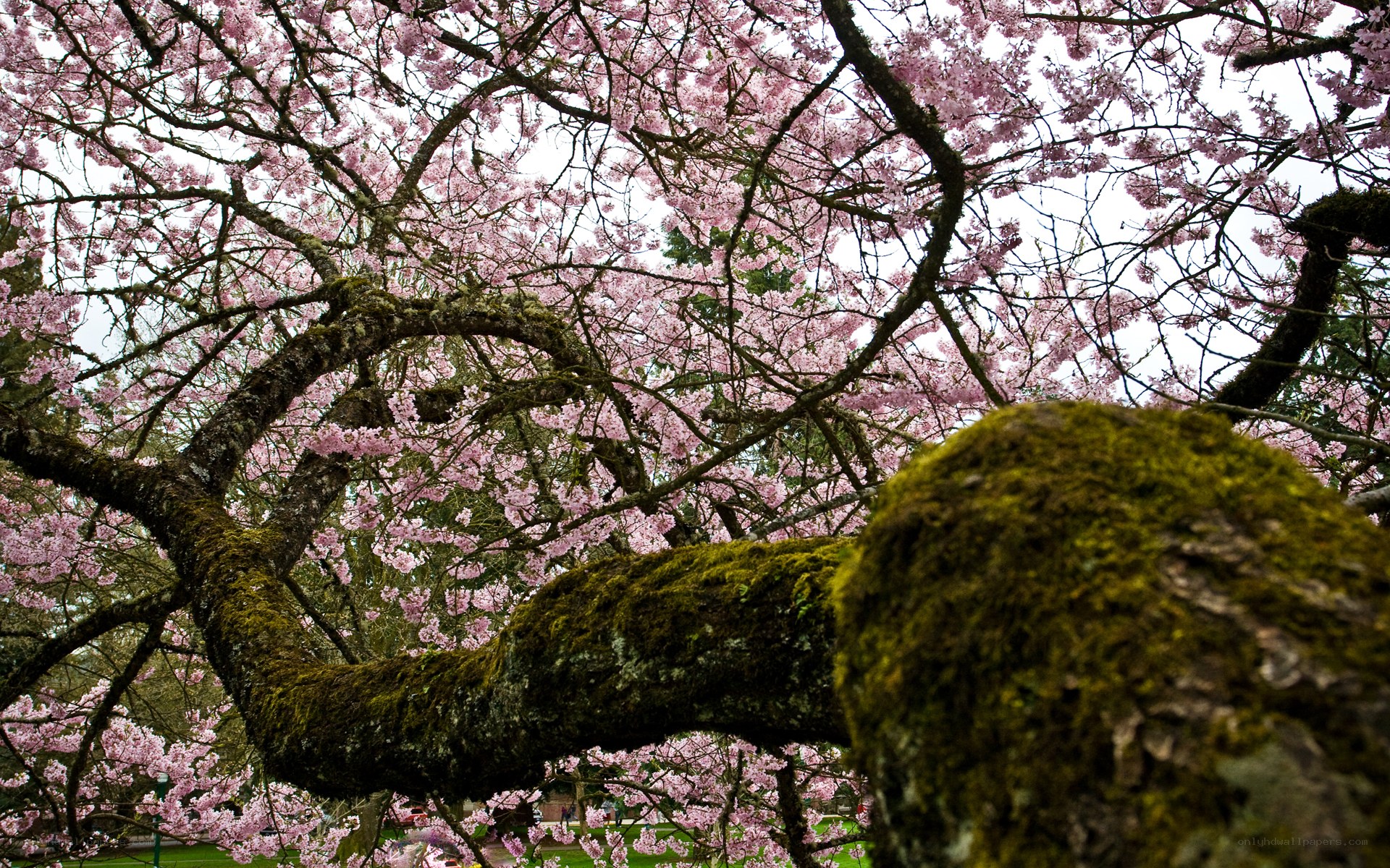 Cherry blossoms in full bloom