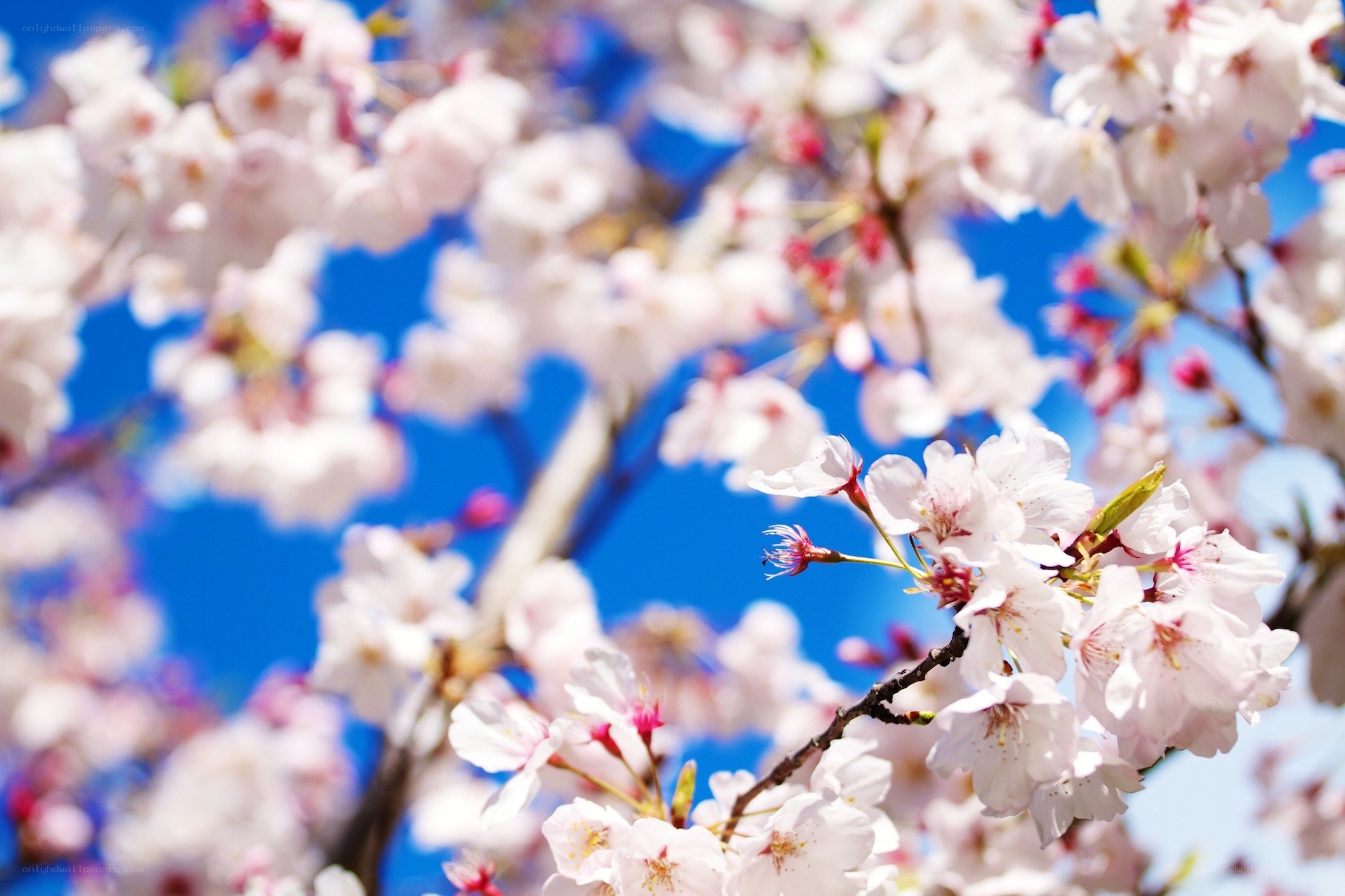 Cherry blossoms in full bloom
