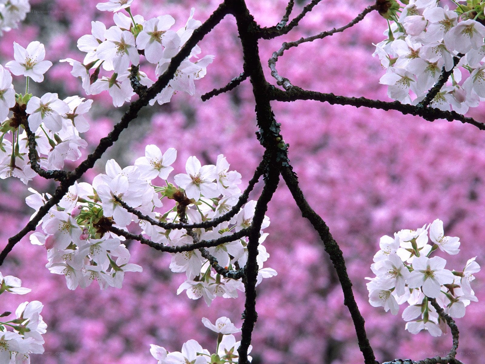 Cherry blossoms in full bloom