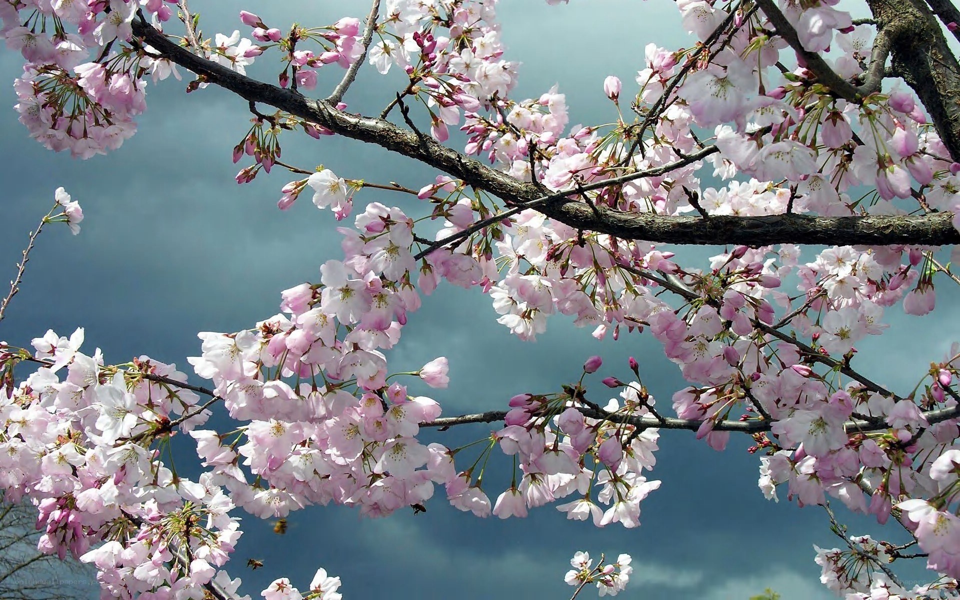 cherry blossoms in full bloom