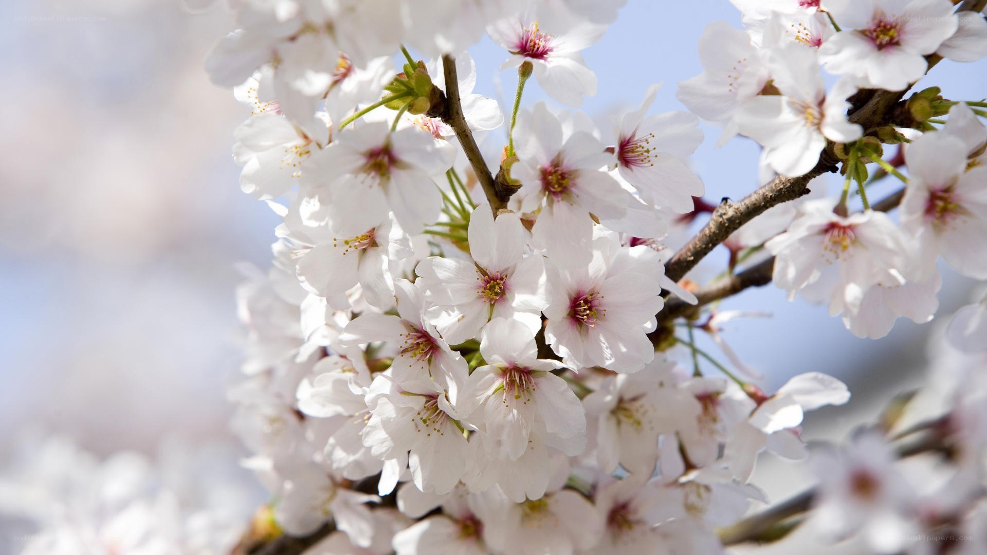 Cherry blossoms in full bloom