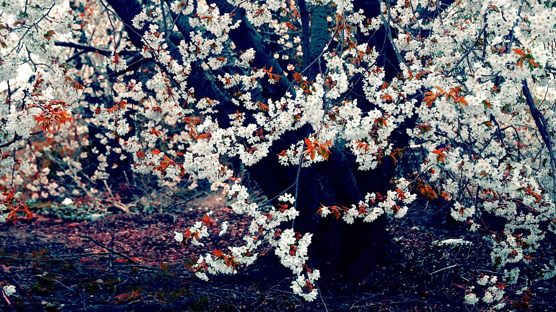 Cherry blossoms in full bloom