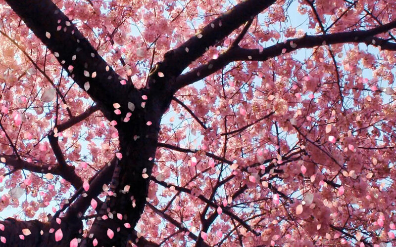 Cherry blossoms in full bloom