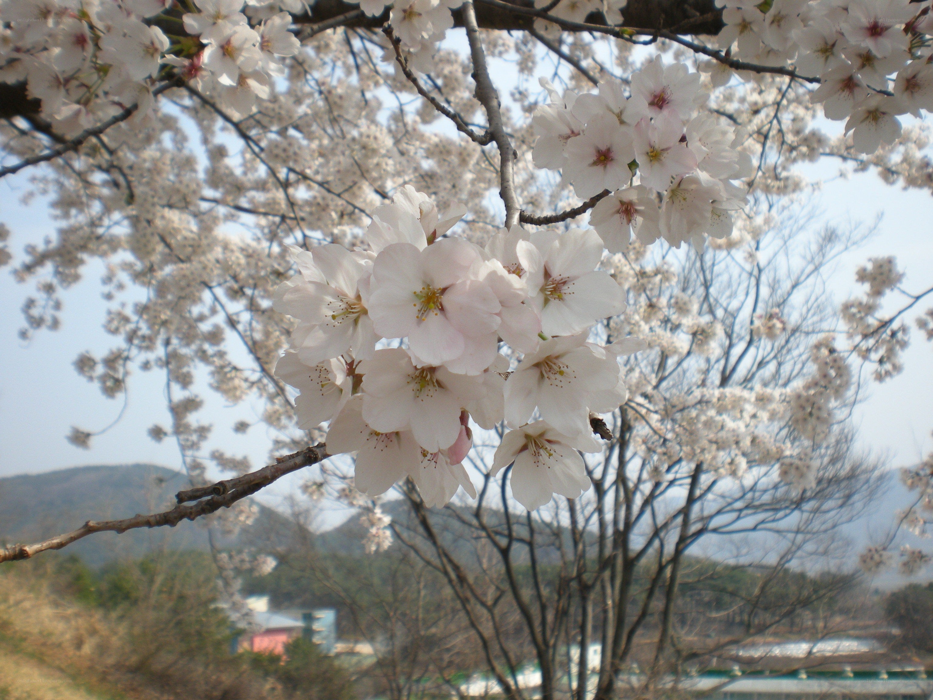 Cherry blossoms in full bloom
