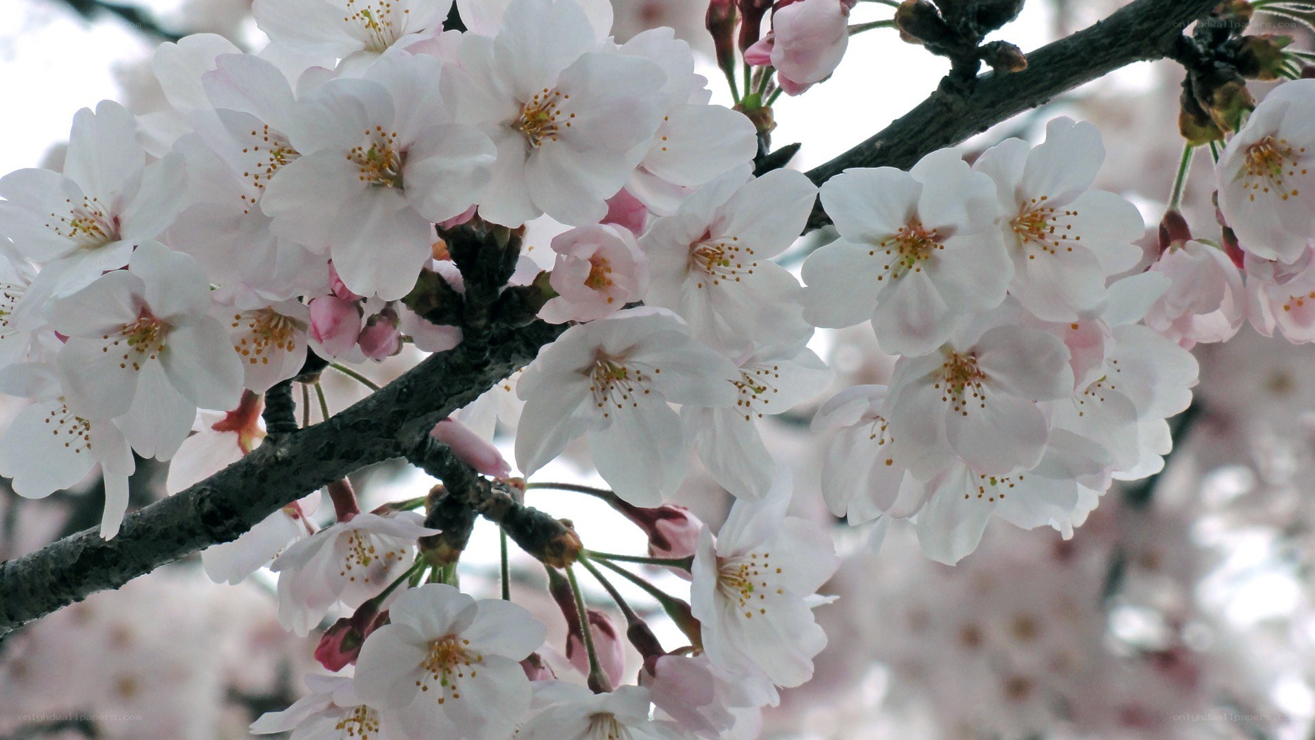 cherry blossoms in full bloom